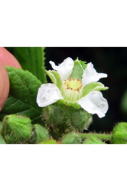 Білі квіти малини Ярославна